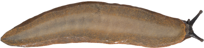 Arion vulgarisSPANSK SKOGSSNIGEL16,4 × 68,6 mm